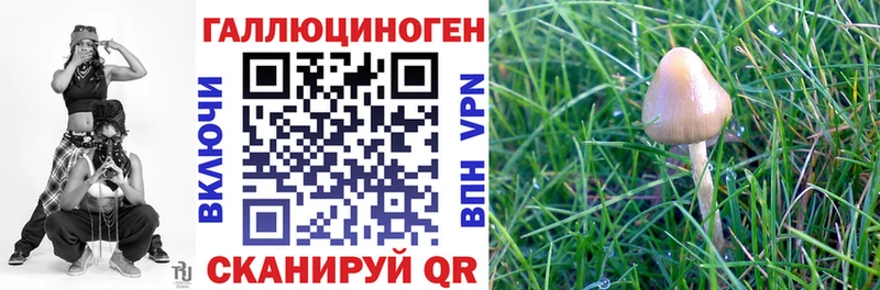 Купить  Собинка  Галлюциногенные грибы Psilocybe 
